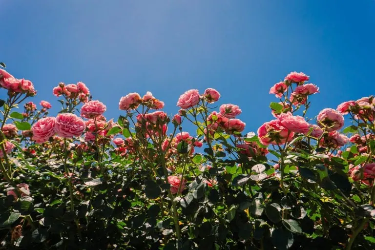 Parque floral de Mátria