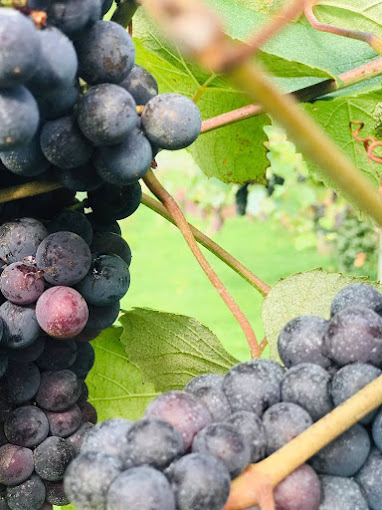 Jolimont Winery Coupon: The Best Wine Tour in Serra Gaúcha with 5% Discount 3 Tips for Visiting the Jolimont Winery