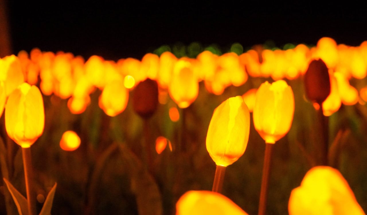 Parque de Luzes em Gramado: Cupom OVIAJANTE 30% Off 4 Jardim das Tulipas