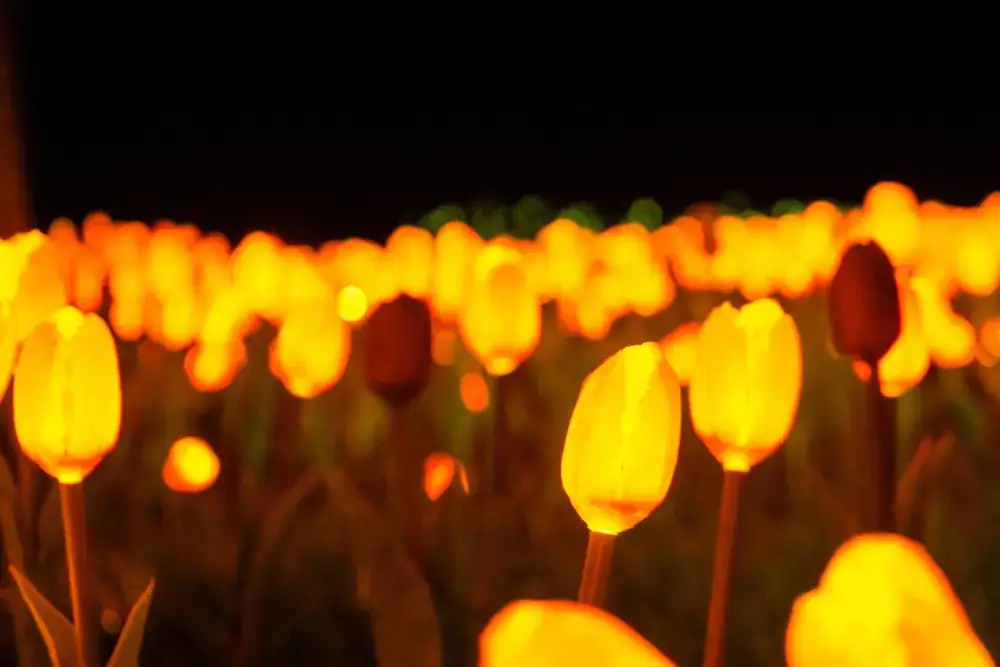 Transporte privativo para o Lumni Gramado — tulipas iluminadas à noite