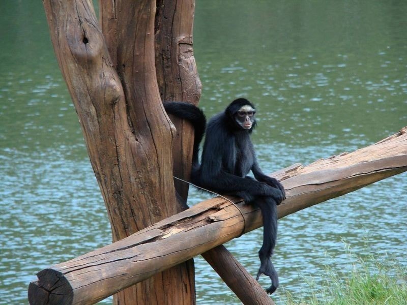 Macaco-aranha na ilha vista do passeio de barco do Acqua Zoo