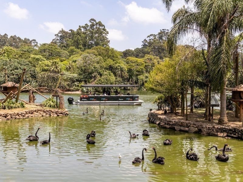 Cisnes-negros no lago durante o passeio de barco do Acqua Zoo