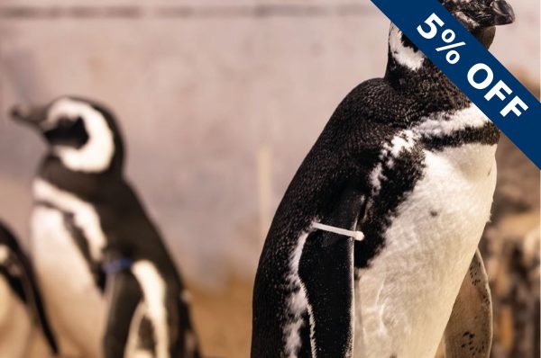 Pingüinos del Oceanic Aquarium de Balneário Camboriú – cupón OVIAJANTE con un descuento de 5%