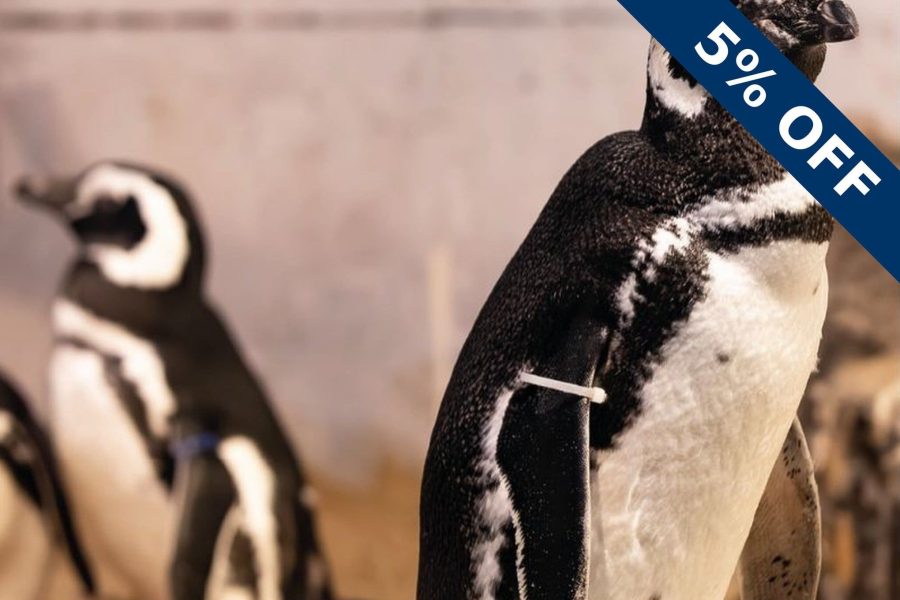 Pingüinos del Oceanic Aquarium de Balneário Camboriú – cupón OVIAJANTE con un descuento de 5%