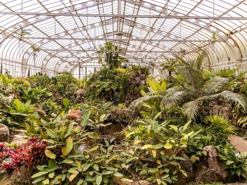 Interior da estufa histórica com plantas tropicais no Jardim Botânico de São Paulo