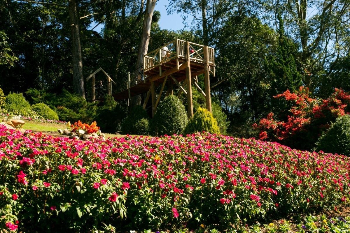 Mirante de madeira com passarela suspensa e canteiro de flores no Jardim dos Pinhais em Santo Antônio do Pinhal