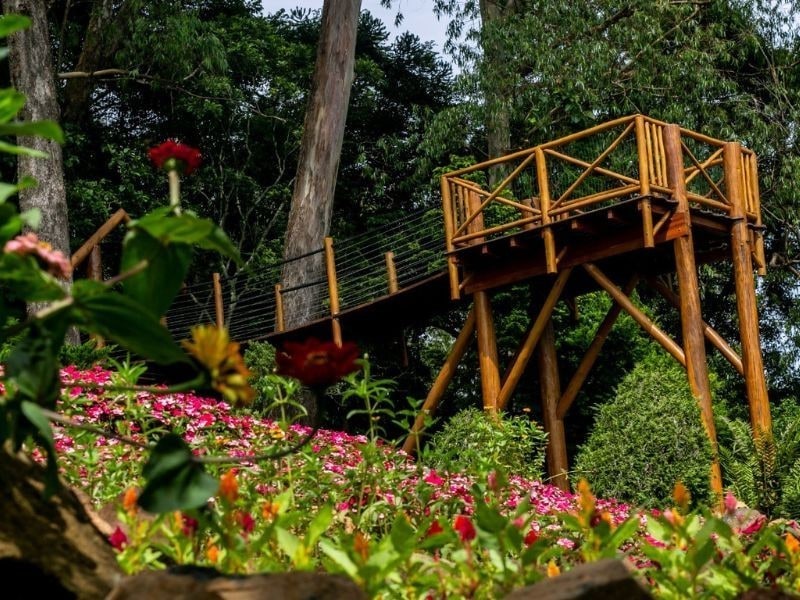 Deck de madeira entre flores e árvores no Jardim dos Pinhais em Santo Antônio do Pinhal