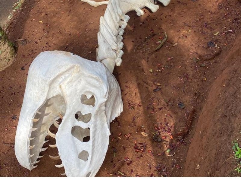 Esqueleto de dinossauro no Jardim Jurássico do Jardim dos Pinhais em Santo Antônio do Pinhal