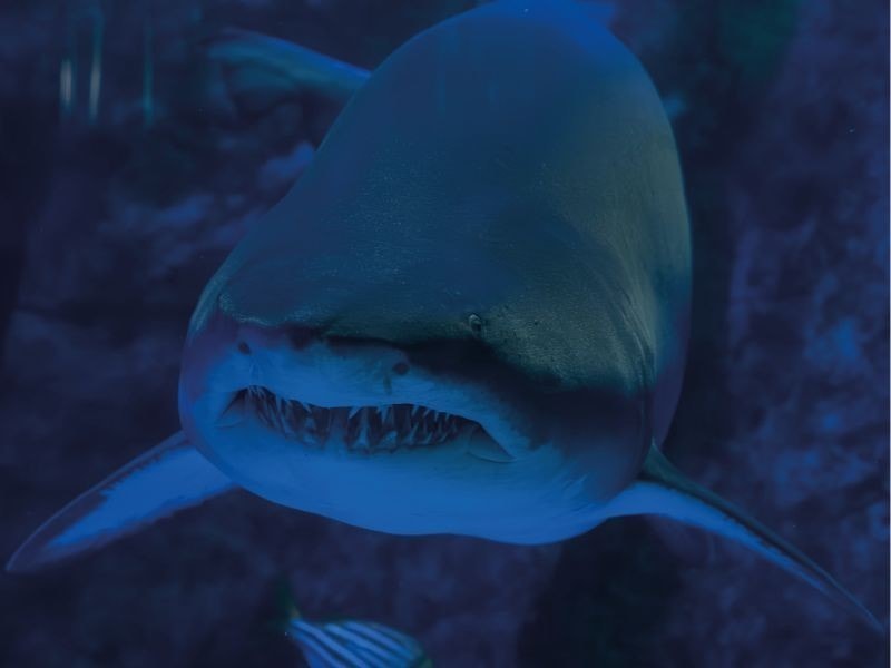 Tiburón mangona en el tanque del Oceanic Aquarium de Balneário Camboriú