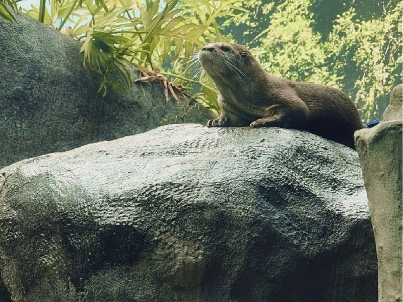 Nutria sobre una roca en el recinto del Oceanic Aquarium de Balneário Camboriú