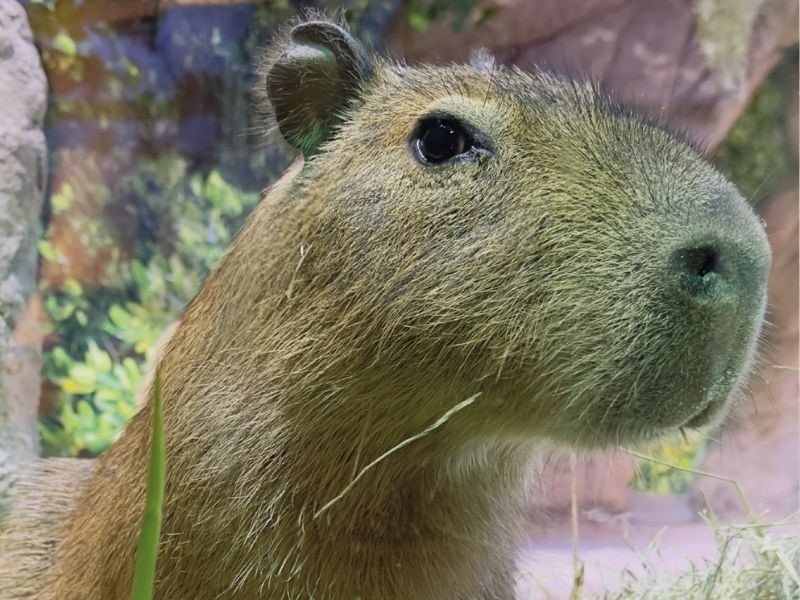 Capibara en el hábitat del Oceanic Aquarium de Balneário Camboriú