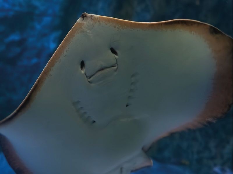 Una raya nadando en la piscina del Oceanic Aquarium de Balneário Camboriú