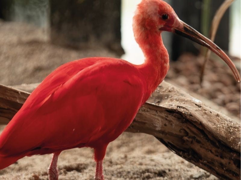Guará rojo en el recinto de aves del Oceanic Aquarium