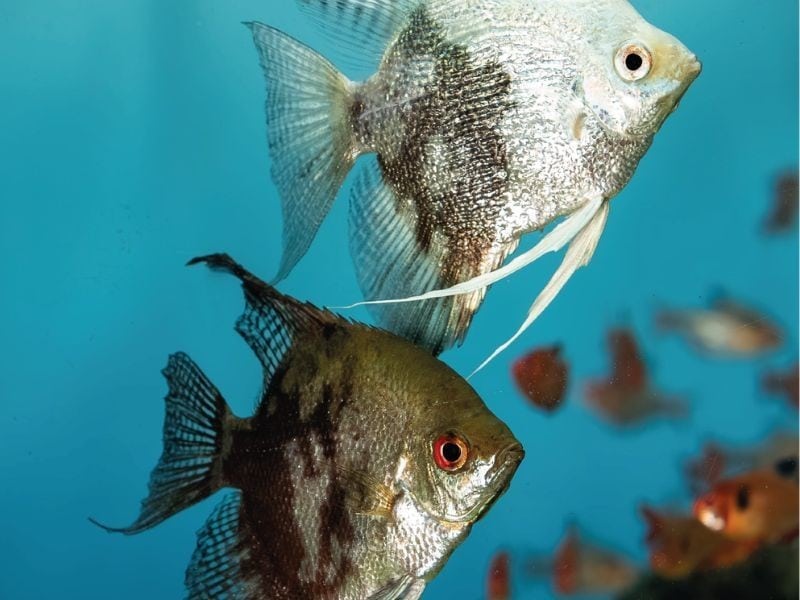 Peces ángel en el acuario de agua dulce del Oceanic Aquarium