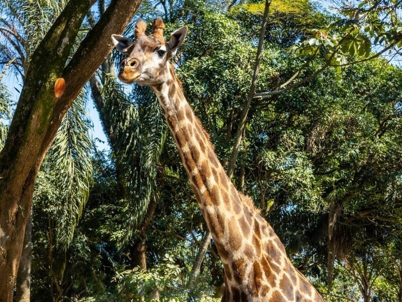 Girafa entre as árvores no recinto do Simba Safari