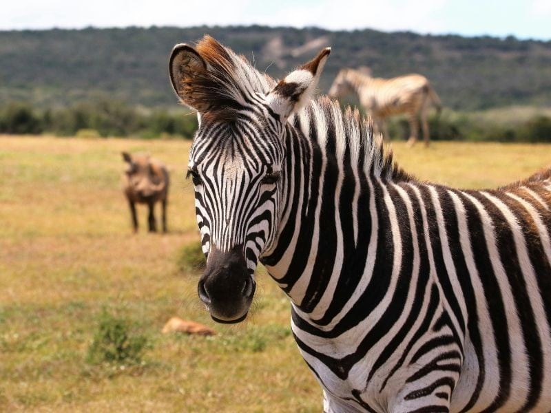 Zebra no recinto naturalizado do Simba Safari em São Paulo