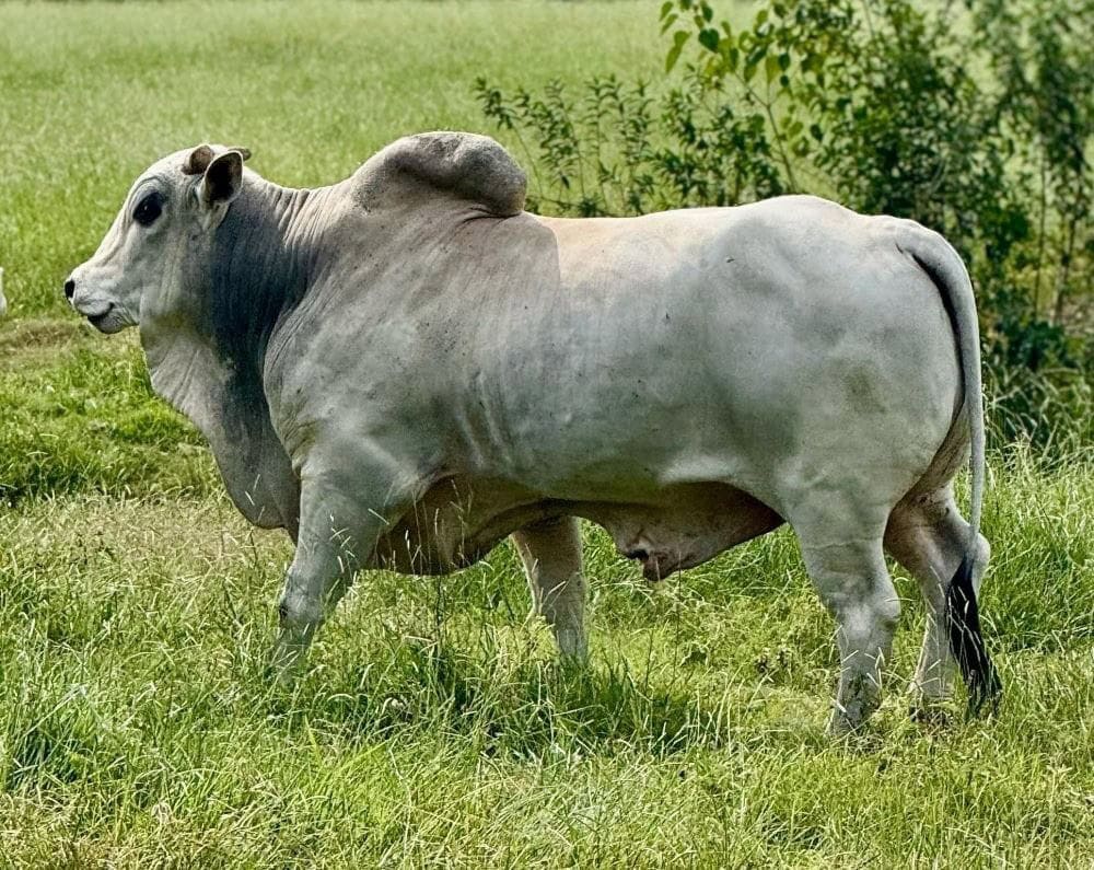 Boi no pasto da fazendinha do Sítio Castelinho em Cesário Lange