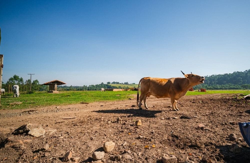 Vaca no campo da fazendinha do Sítio Castelinho Hotel Fazenda em Cesário Lange