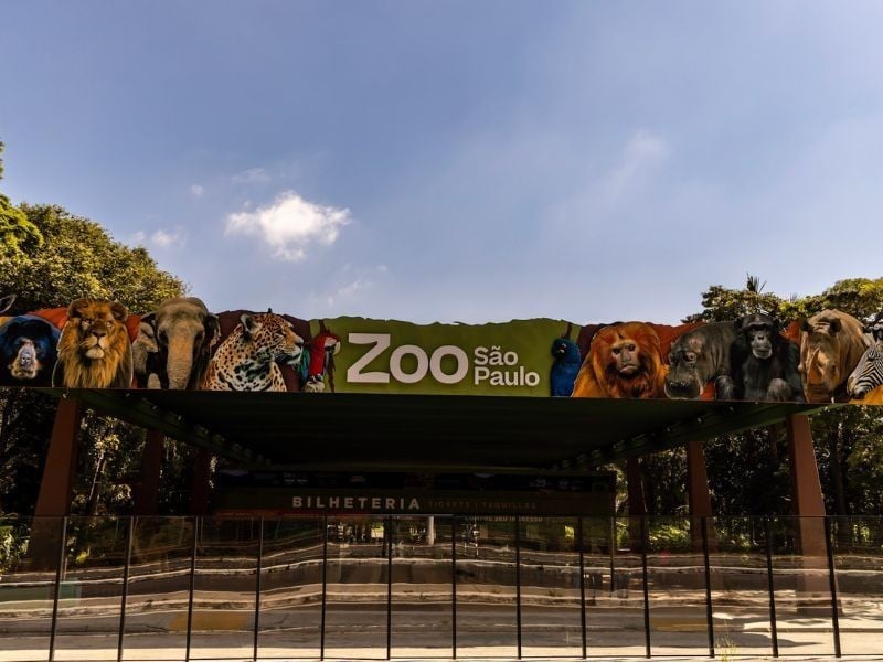Família de leões no recinto do Zoológico de São Paulo