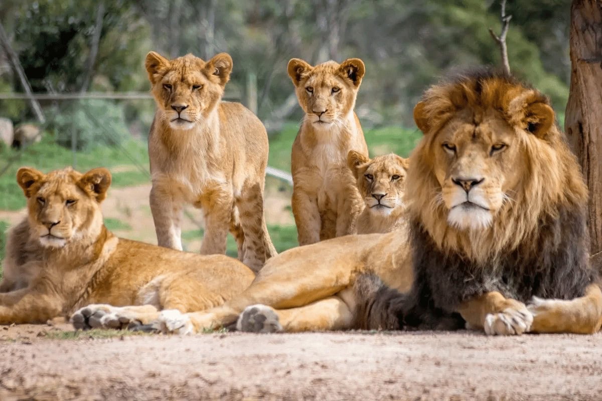 Dois leões descansando sobre pedras no Zoológico de São Paulo