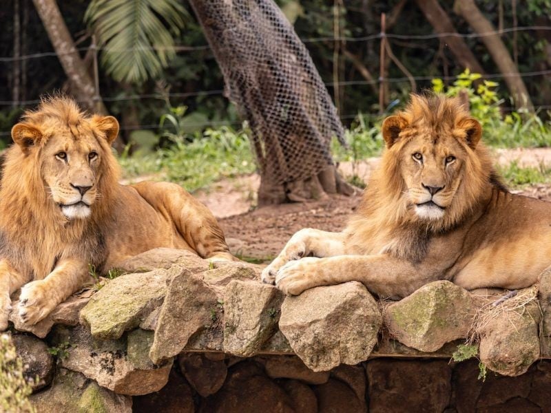 Leão em pé na área verde do Zoológico de São Paulo