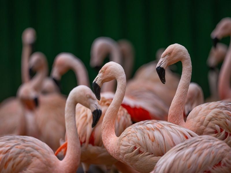Entrada e bilheteria do Zoológico de São Paulo