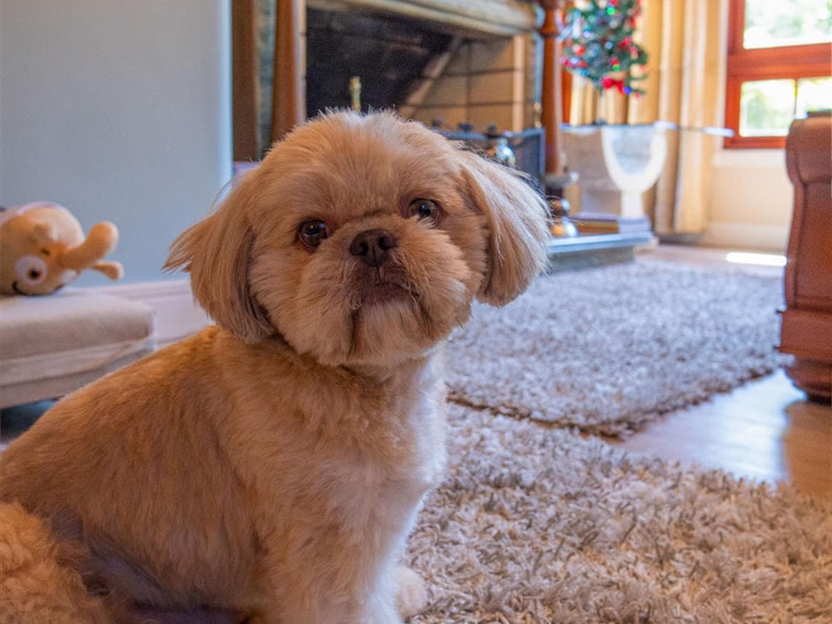 Shanti, o cachorro mascote da Vivares Pousada Boutique Gramado, pousada pet friendly em Gramado
